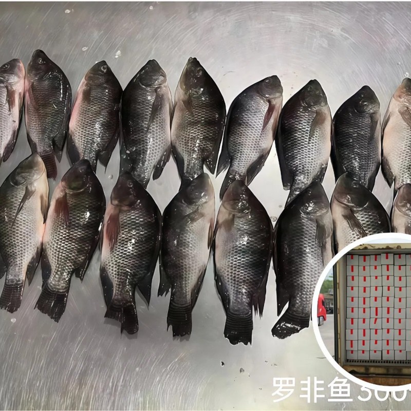 High Quality Frozen Fish Wholesale Price Rich in High-Protein Frozen Tilapia