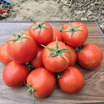 Determinate Type Big Round Tomato Seeds Hybrid F1 Seeds for Growing