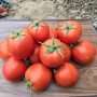 Determinate Type Big Round Tomato Seeds Hybrid F1 Seeds for Growing
