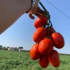 Determinate Type Big Round Tomato Seeds Hybrid F1 Seeds for Growing