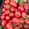 Determinate Type Big Round Tomato Seeds Hybrid F1 Seeds for Growing