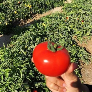 Determinate Type Big Round Tomato Seeds Hybrid F1 Seeds for Growing