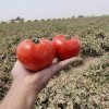 Determinate Type Big Round Tomato Seeds Hybrid F1 Seeds for Growing