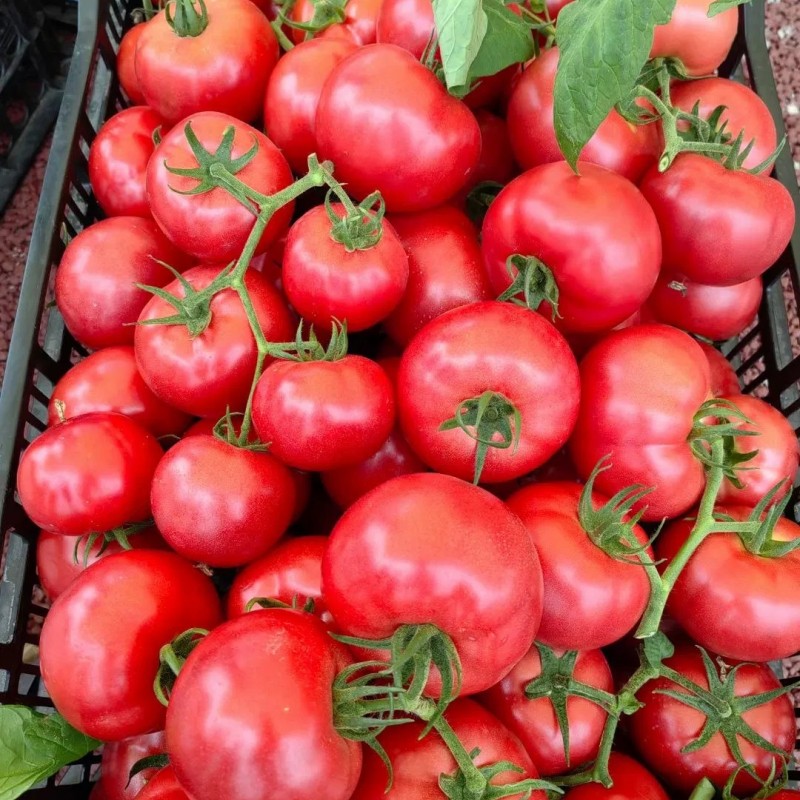Determinate Type Big Round Tomato Seeds Hybrid F1 Seeds for Growing