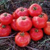 Determinate Type Big Round Tomato Seeds Hybrid F1 Seeds for Growing