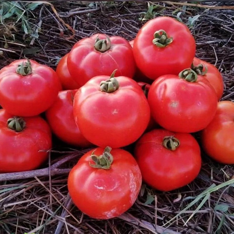 Determinate Type Big Round Tomato Seeds Hybrid F1 Seeds for Growing