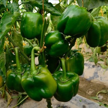 Red Sweet Color Pepper Seeds Hybrid F1 Seeds