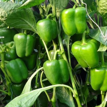 Red Sweet Color Pepper Seeds Hybrid F1 Seeds