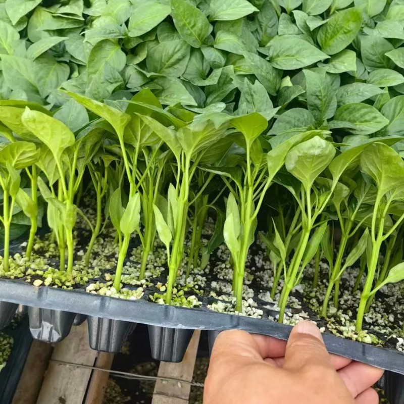 Red Sweet Color Pepper Seeds Hybrid F1 Seeds