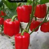 Red Sweet Color Pepper Seeds Hybrid F1 Seeds