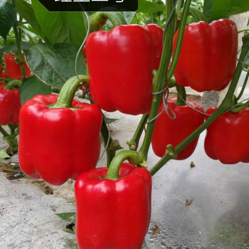Red Sweet Color Pepper Seeds Hybrid F1 Seeds