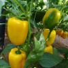 Red Sweet Color Pepper Seeds Hybrid F1 Seeds