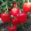Red Sweet Color Pepper Seeds Hybrid F1 Seeds