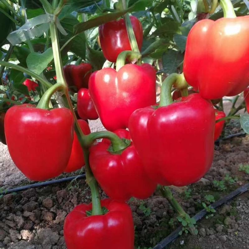 Red Sweet Color Pepper Seeds Hybrid F1 Seeds