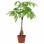 Hot Sale 5 Braided Pachira with Cocopeat with Leaves for Indoor Decorative