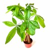 Hot Sale 5 Braided Pachira with Cocopeat with Leaves for Indoor Decorative