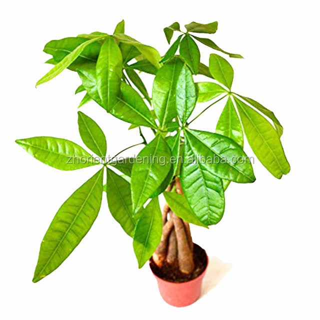 Hot Sale 5 Braided Pachira with Cocopeat with Leaves for Indoor Decorative