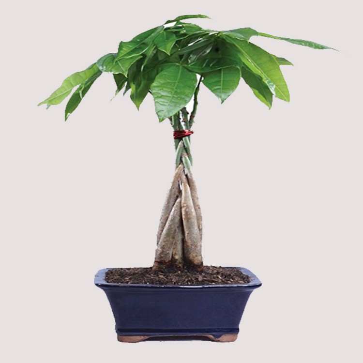 Hot Sale 5 Braided Pachira with Cocopeat with Leaves for Indoor Decorative