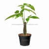 Hot Sale 5 Braided Pachira with Cocopeat with Leaves for Indoor Decorative