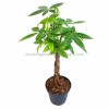 Hot Sale 5 Braided Pachira with Cocopeat with Leaves for Indoor Decorative