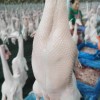 China Halal Certified IQF Frozen Whole Duck Premium Bulk Export Wholesale