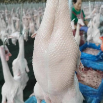 China Halal Certified IQF Frozen Whole Duck Premium Bulk Export Wholesale