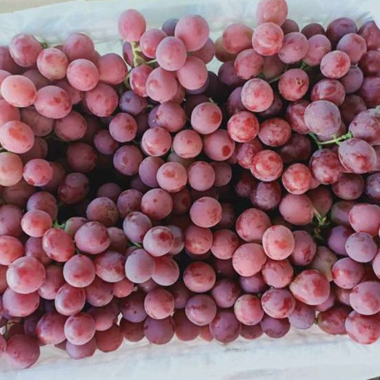 Fresh Xinjiang Good Quality Delicious Red Grapes