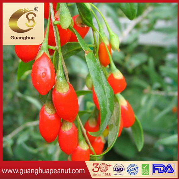 Dried Goji Berry with The Best Quality and Health