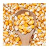 Vacuum Packed Yellow Sweet Corn Kernels Orignal Corn Yellow Color for Whole Sale