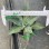 Fresh Agave Parrasana Live Plants Succulents Export Cnplantport Indoor Outdoor Plants