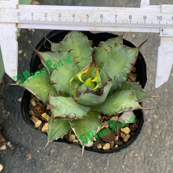 Fresh Agave Parrasana Live Plants Succulents Export Cnplantport Indoor Outdoor Plants