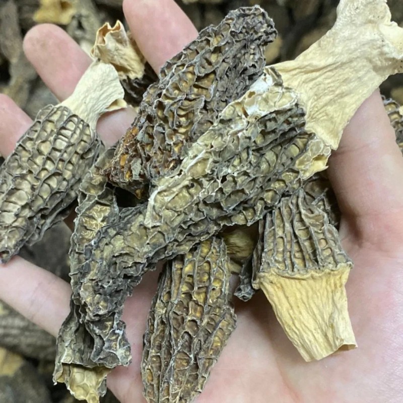Natural Dried Morel Mushrooms, High-Quality Edible Fungi Morel Mushroom for Wholesale
