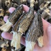 Natural Dried Morel Mushrooms, High-Quality Edible Fungi Morel Mushroom for Wholesale