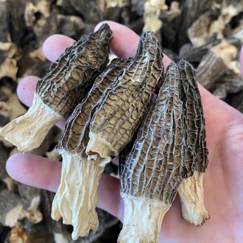 Natural Dried Morel Mushrooms, High-Quality Edible Fungi Morel Mushroom for Wholesale