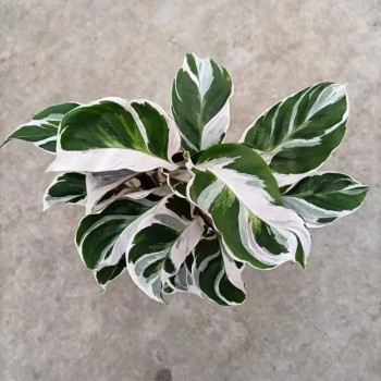 Potted Foliage Plants Calathea Fusion White House Plants Stock for Sale