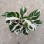 Potted Foliage Plants Calathea Fusion White House Plants Stock for Sale