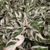 Potted Foliage Plants Calathea Fusion White House Plants Stock for Sale