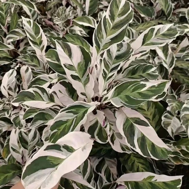 Potted Foliage Plants Calathea Fusion White House Plants Stock for Sale