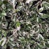 Potted Foliage Plants Calathea Fusion White House Plants Stock for Sale