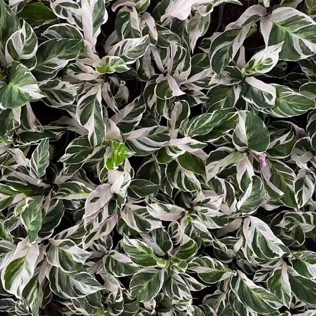 Potted Foliage Plants Calathea Fusion White House Plants Stock for Sale