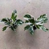 Potted Foliage Plants Calathea Fusion White House Plants Stock for Sale