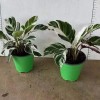 Potted Foliage Plants Calathea Fusion White House Plants Stock for Sale