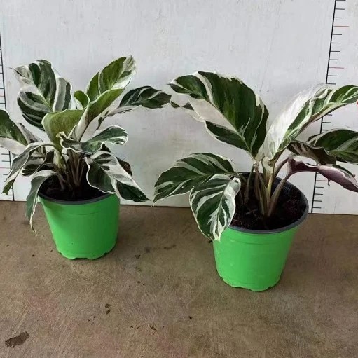 Potted Foliage Plants Calathea Fusion White House Plants Stock for Sale