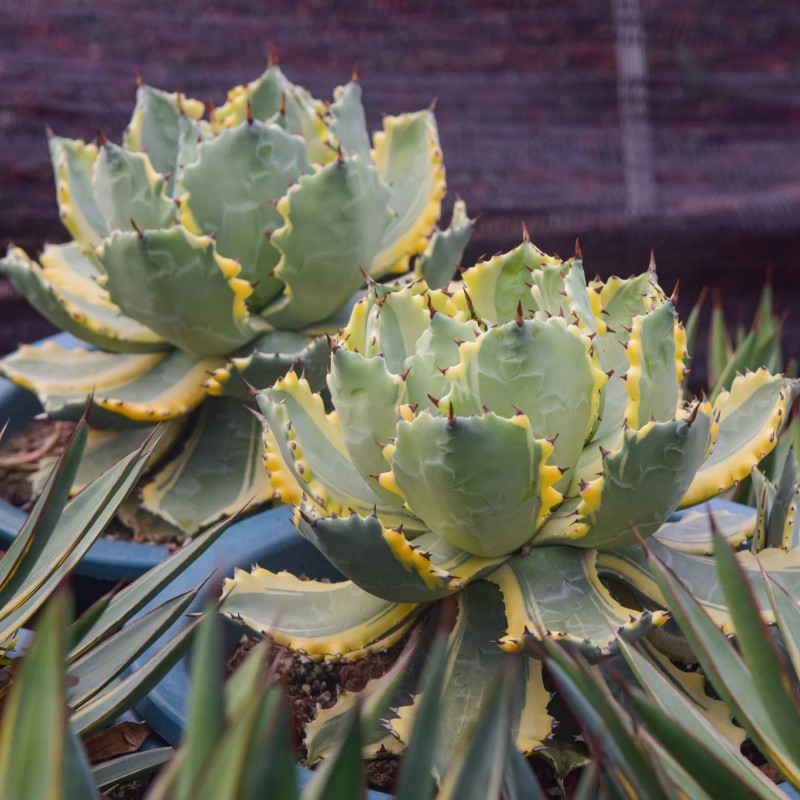Cnplantport Garden Bonsai Wholesale Agave Potatorum Big Home Decor Greens Nursery