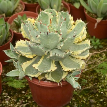 Cnplantport Garden Bonsai Wholesale Agave Potatorum Big Home Decor Greens Nursery