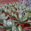 Cnplantport Garden Bonsai Wholesale Agave Potatorum Big Home Decor Greens Nursery