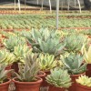 Cnplantport Garden Bonsai Wholesale Agave Potatorum Big Home Decor Greens Nursery