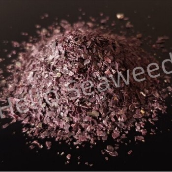 Sustainable Red Algae Flakes Traceable to Xiamen Coastline Salt-Free Mineral Source for Fermented Foods