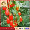 Organic Goji Berry Healthy Product