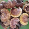 Reishi Mushroom Extract, Reishi Mushroom Powder, Ganoderma Lucidum Extract